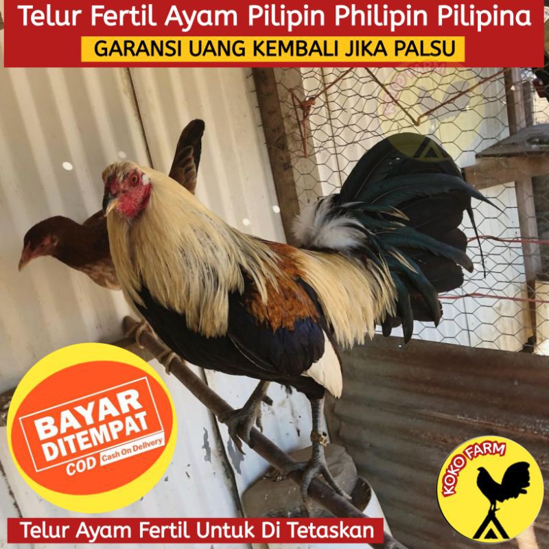 Download Foto Ayam Pilipin Asli Nomer 25