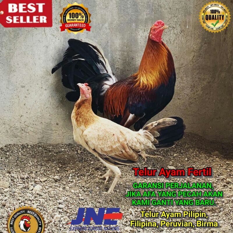 Detail Foto Ayam Pilipin Asli Nomer 28