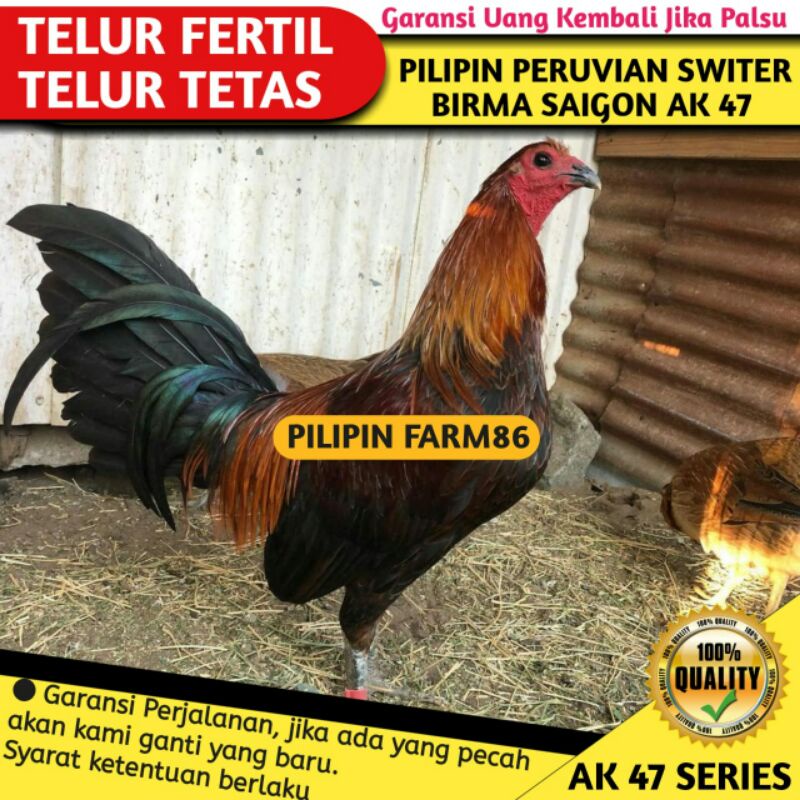 Detail Foto Ayam Pilipin Asli Nomer 41