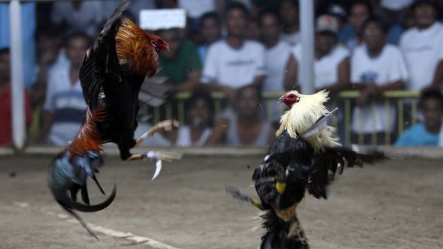 Detail Foto Ayam Pilipin Asli Nomer 42