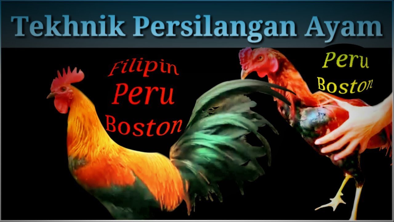 Detail Foto Ayam Pilipin Asli Nomer 45