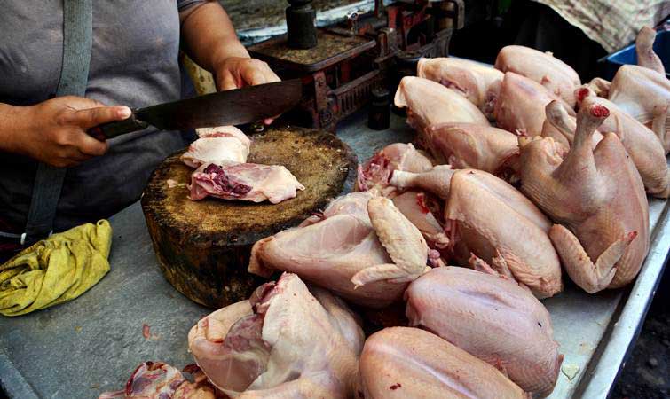 Detail Foto Ayam Potong Nomer 28