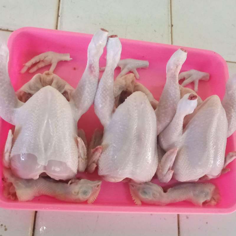 Detail Foto Ayam Potong Segar Nomer 9