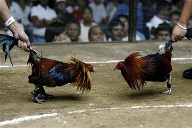 Detail Foto Ayam Sabung Pisau Nomer 13