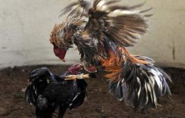 Detail Foto Ayam Sabung Pisau Nomer 20