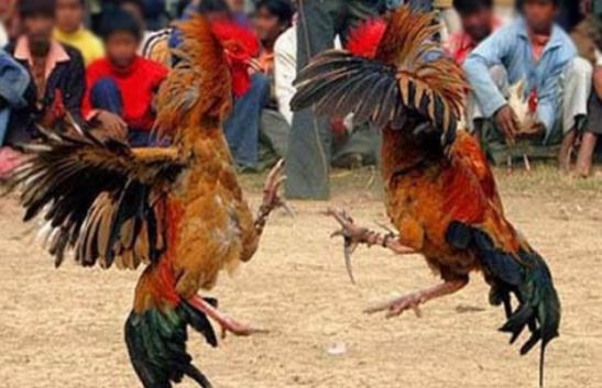 Detail Foto Ayam Sabung Pisau Nomer 24