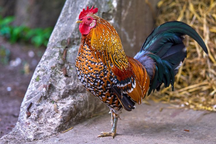 Detail Foto Ayam Sabung Pisau Nomer 29