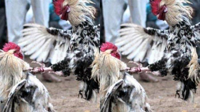 Detail Foto Ayam Sabung Pisau Nomer 32