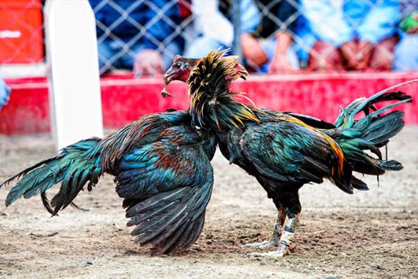 Detail Foto Ayam Sabung Pisau Nomer 33