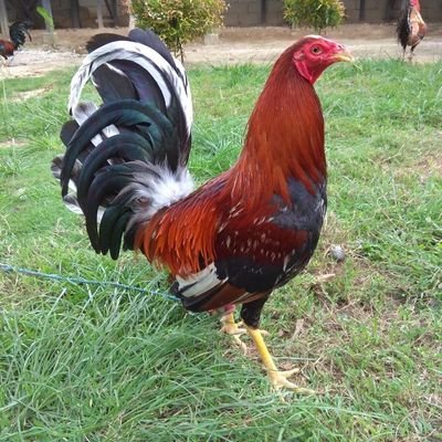 Detail Foto Ayam Sabung Pisau Nomer 36