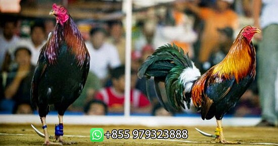 Detail Foto Ayam Sabung Pisau Nomer 43