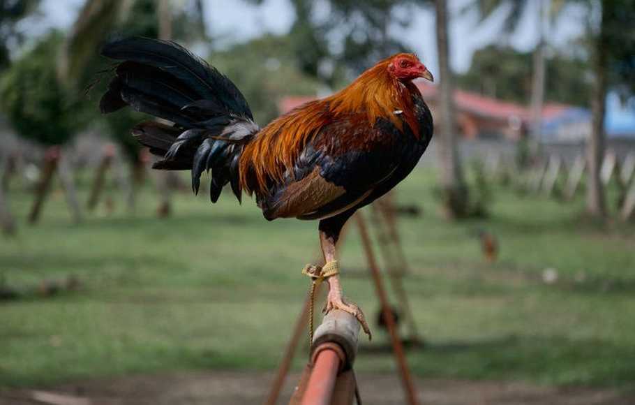 Detail Foto Ayam Sabung Pisau Nomer 7