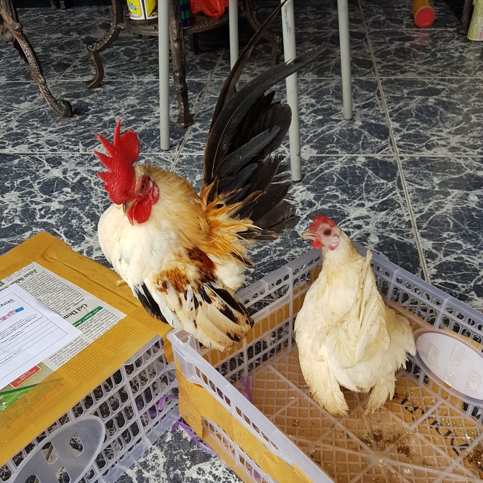 Detail Foto Ayam Srama Nomer 26