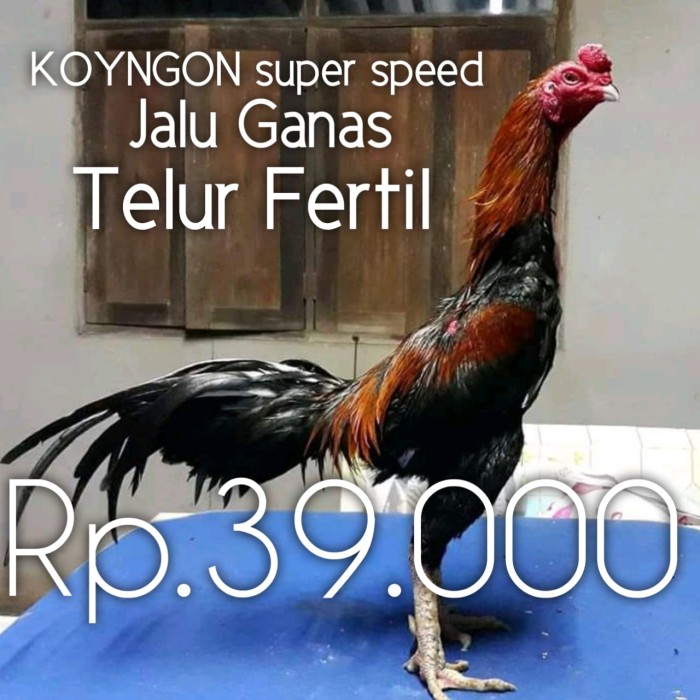 Detail Foto Ayam Super Nomer 32