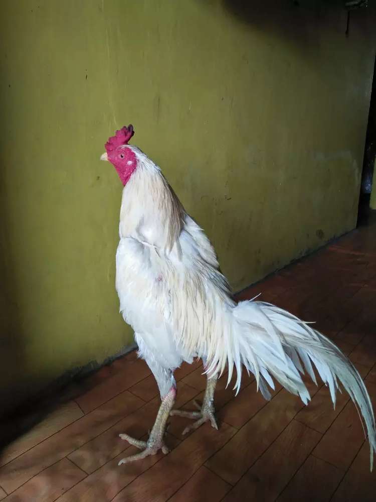 Detail Foto Ayam Suro Nomer 4