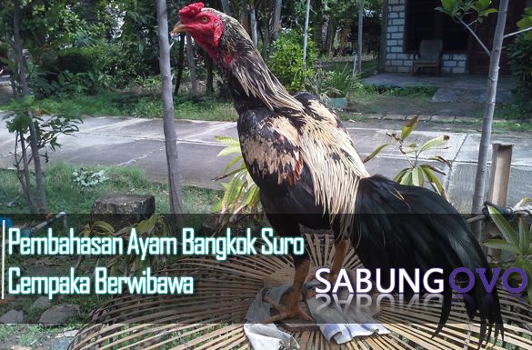 Detail Foto Ayam Suro Nomer 33