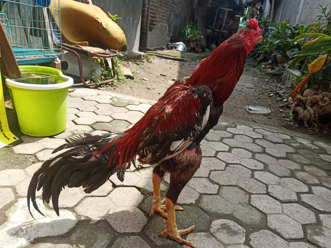 Detail Foto Ayam Tarung Nomer 11