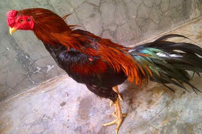 Detail Foto Ayam Tarung Nomer 16