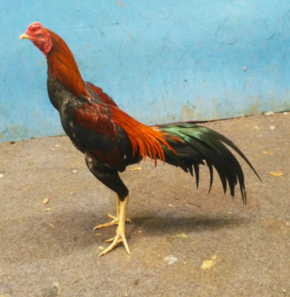 Detail Foto Ayam Tarung Nomer 18