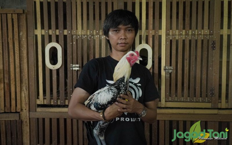 Detail Foto Ayam Tarung Nomer 43