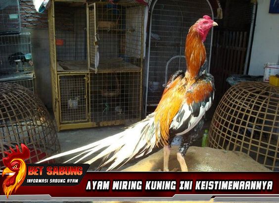 Detail Foto Ayam Wiring Kuning Nomer 14