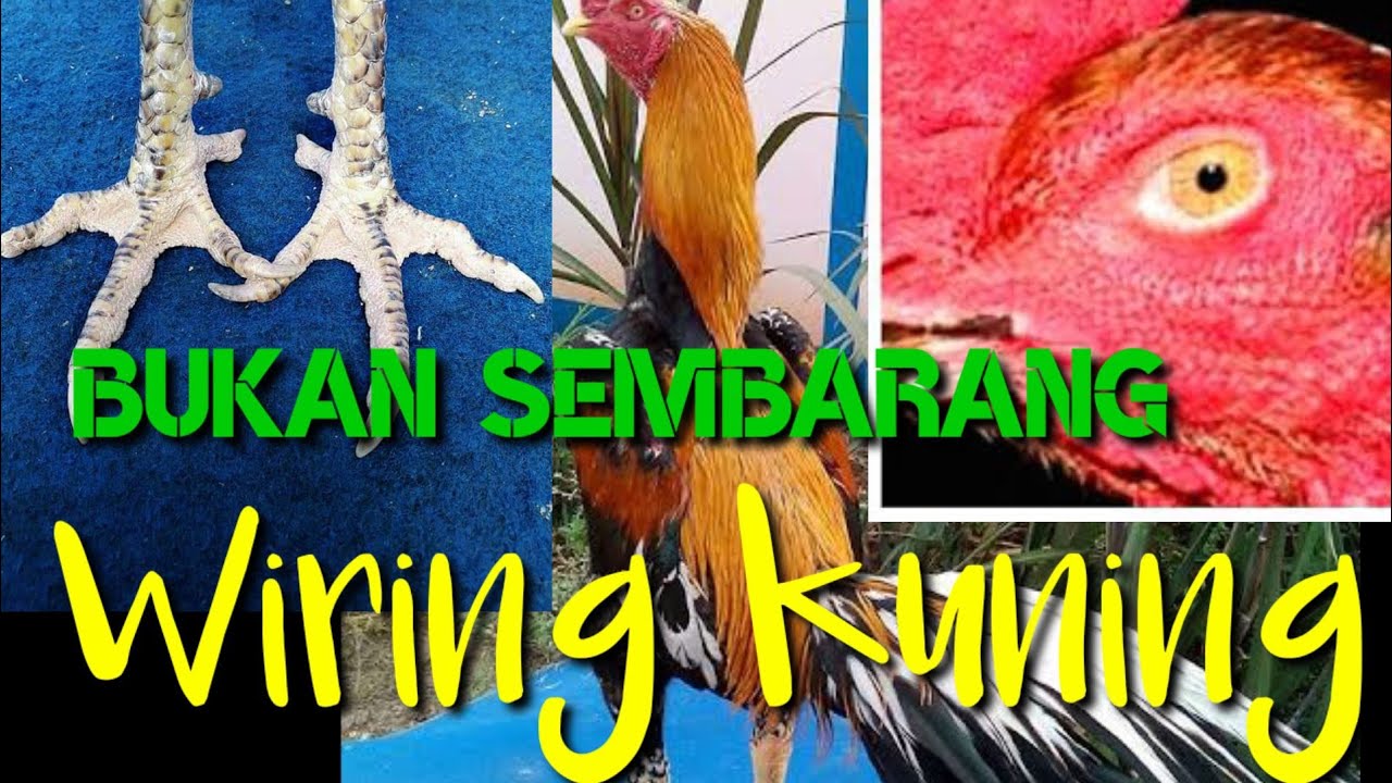 Detail Foto Ayam Wiring Kuning Nomer 37