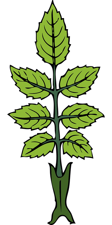 Pfefferminz Blatt - KibrisPDR