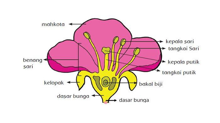 Detail Foto Bagian Bagian Bunga Nomer 14