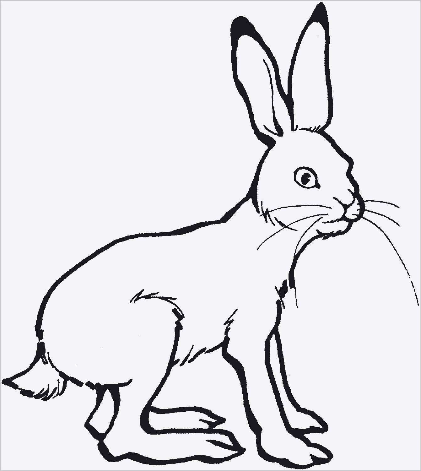 Detail Hase Zeichnen Bleistift Einfach Nomer 14