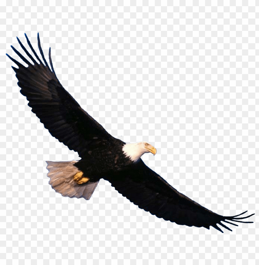 Detail Bald Eagle Flying Png Nomer 2
