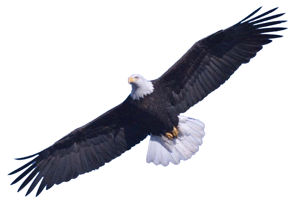 Detail Bald Eagle Flying Png Nomer 13