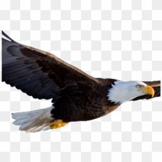 Detail Bald Eagle Flying Png Nomer 14