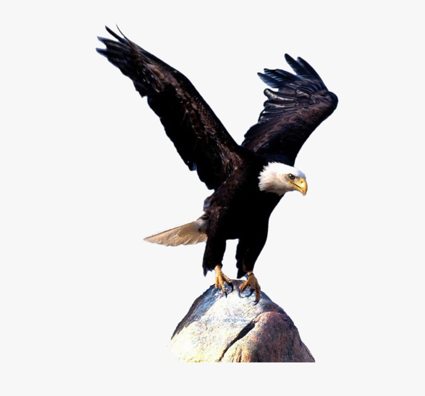 Detail Bald Eagle Flying Png Nomer 18