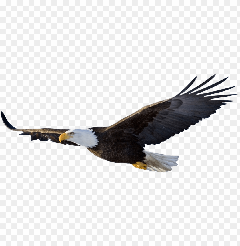 Detail Bald Eagle Flying Png Nomer 22