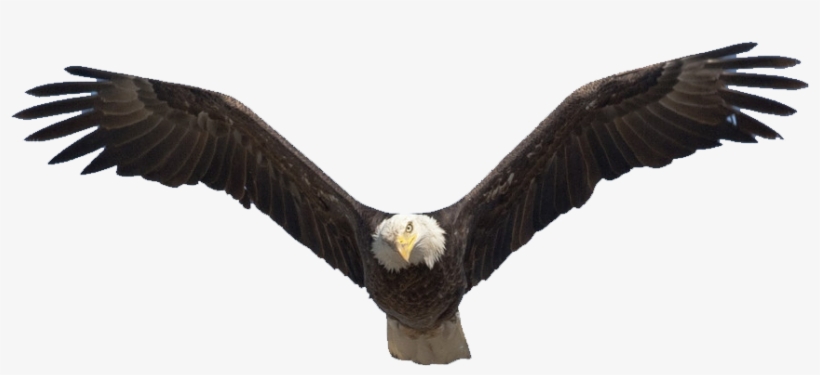 Detail Bald Eagle Flying Png Nomer 24