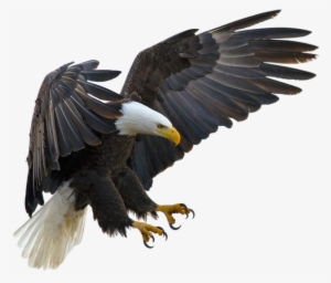 Detail Bald Eagle Flying Png Nomer 28