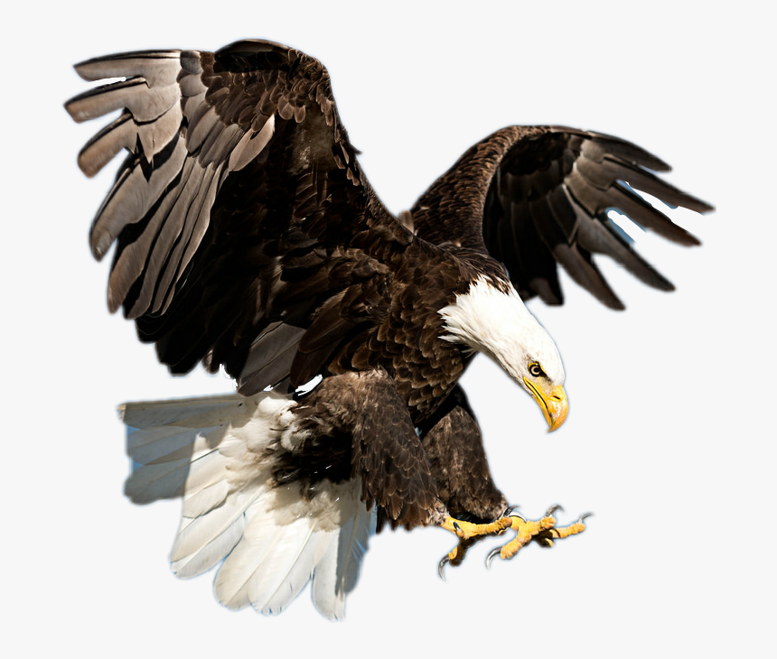 Detail Bald Eagle Flying Png Nomer 32