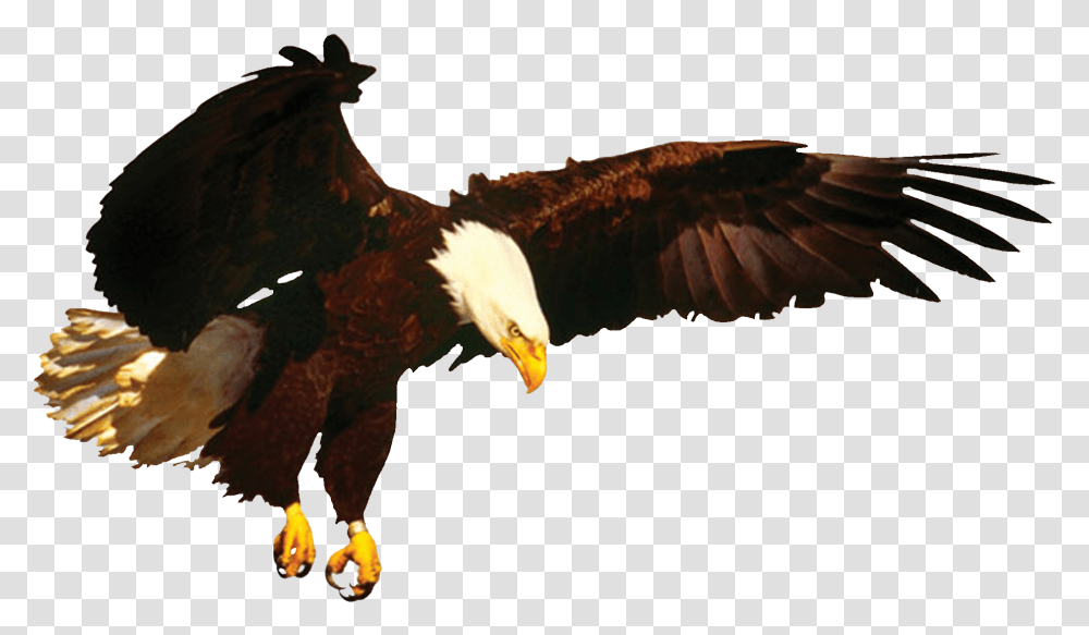 Detail Bald Eagle Flying Png Nomer 43