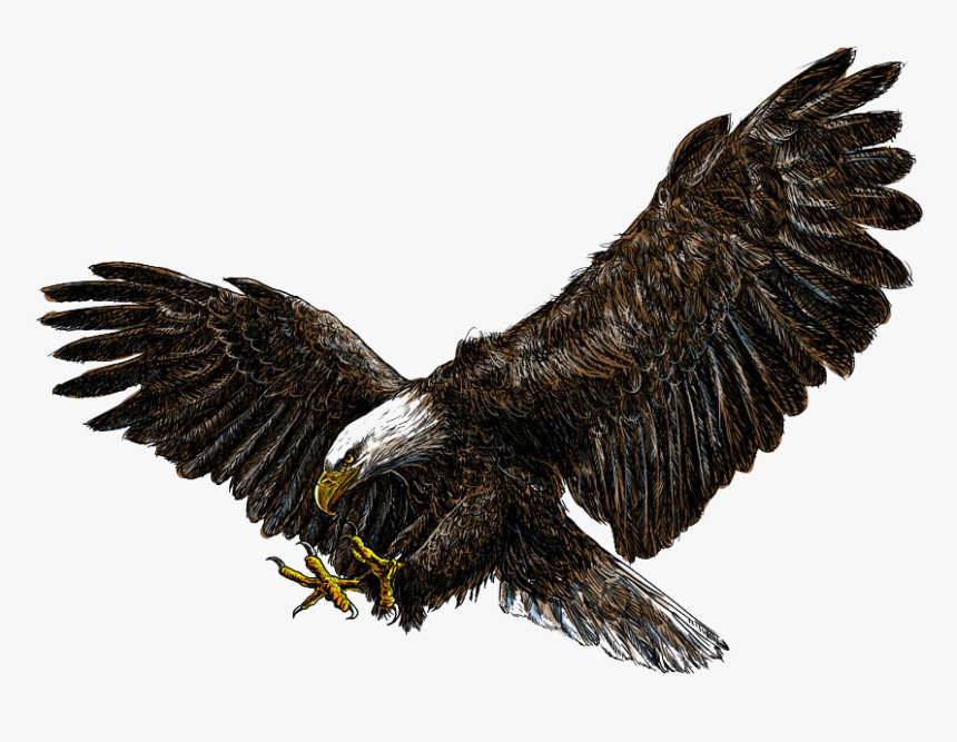 Detail Bald Eagle Flying Png Nomer 48