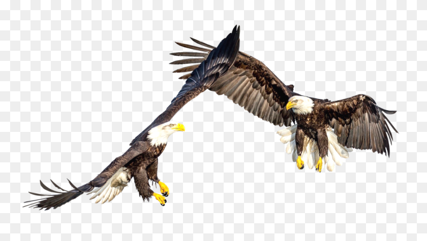 Detail Bald Eagle Flying Png Nomer 49