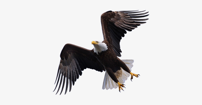 Detail Bald Eagle Flying Png Nomer 50