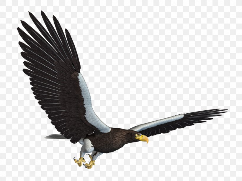 Detail Bald Eagle Flying Png Nomer 52