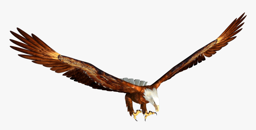 Detail Bald Eagle Flying Png Nomer 54