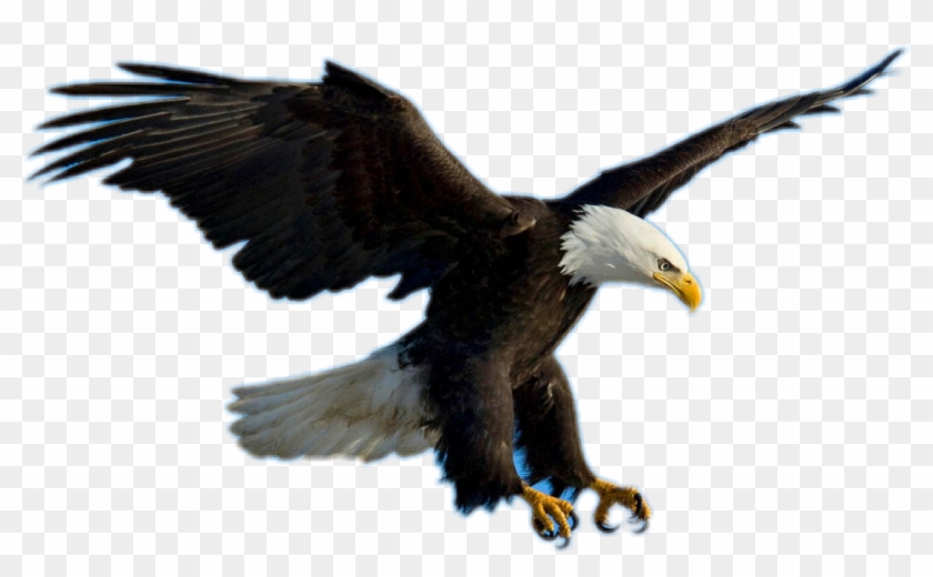 Detail Bald Eagle Flying Png Nomer 7