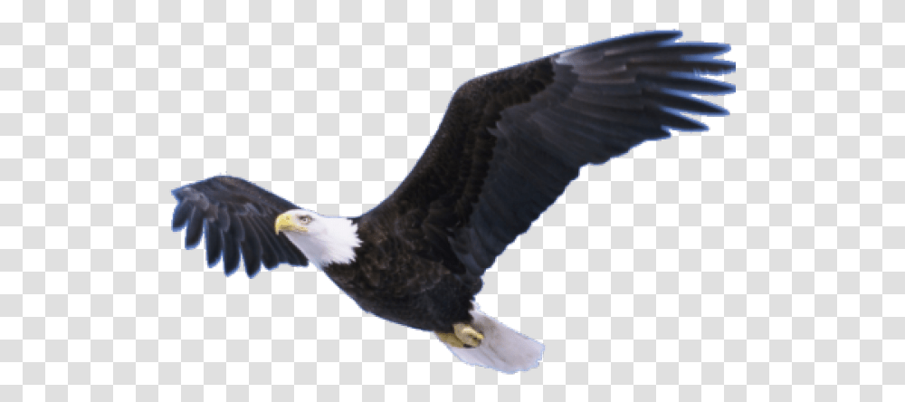 Detail Bald Eagle Flying Png Nomer 9