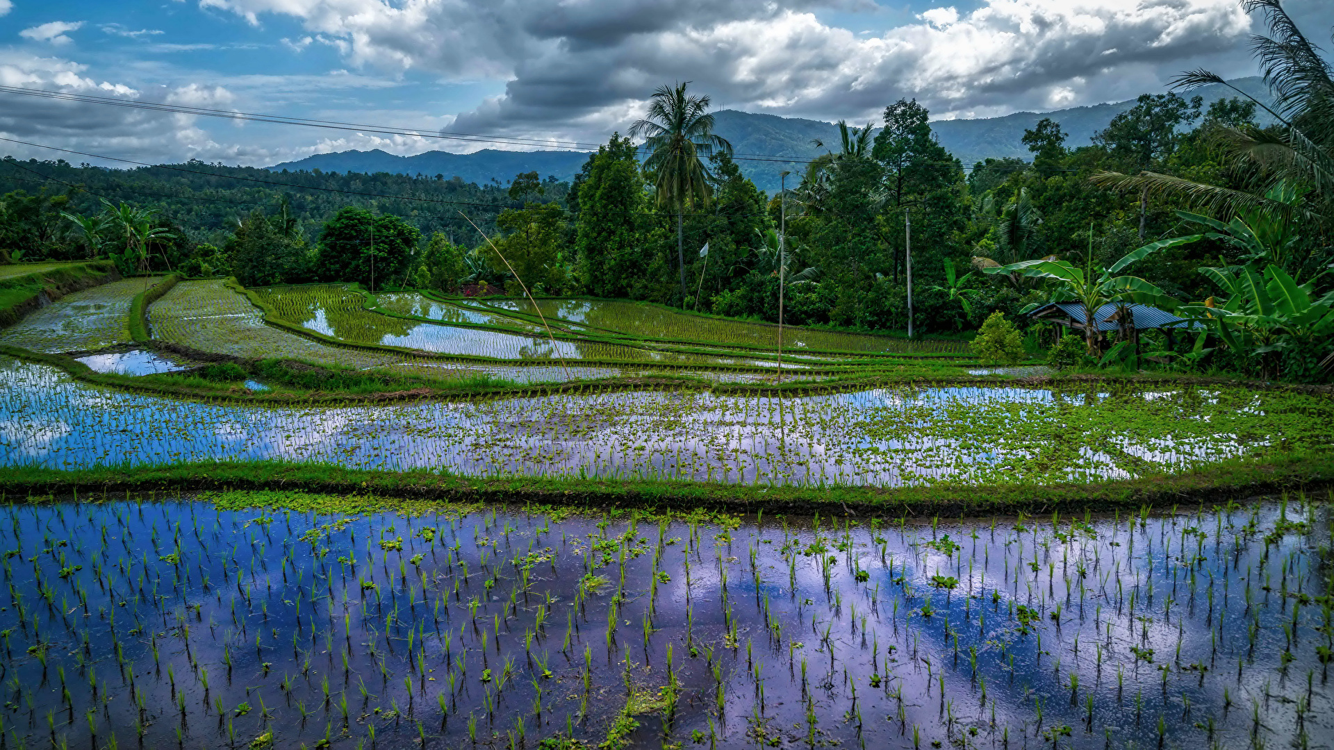 Detail Bali Wallpaper 1920x1080 Nomer 28