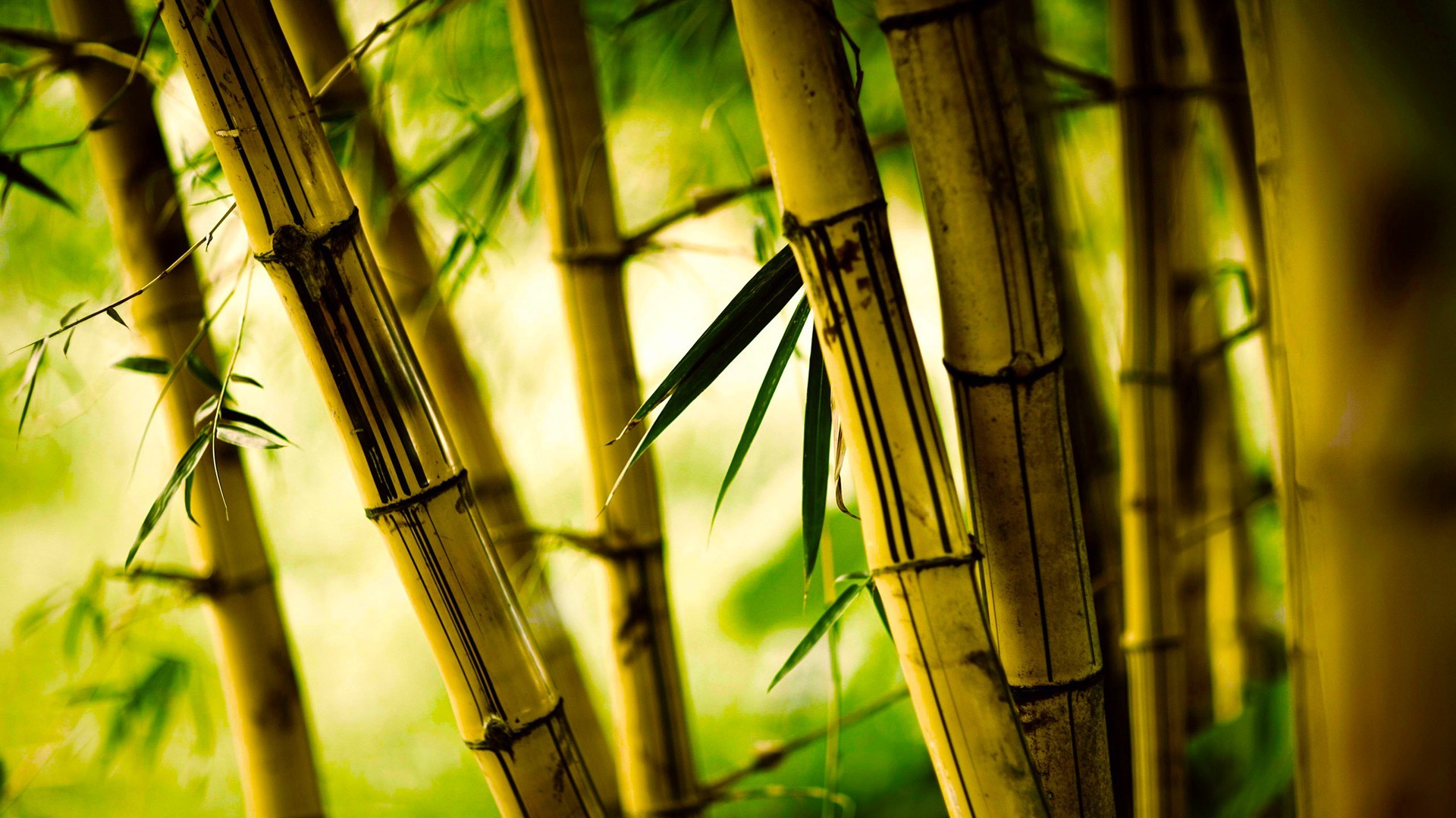 Detail Bamboo Background Hd Nomer 16