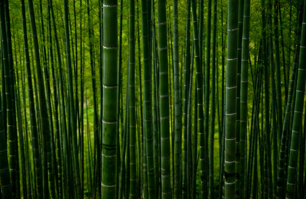 Detail Bamboo Background Hd Nomer 22