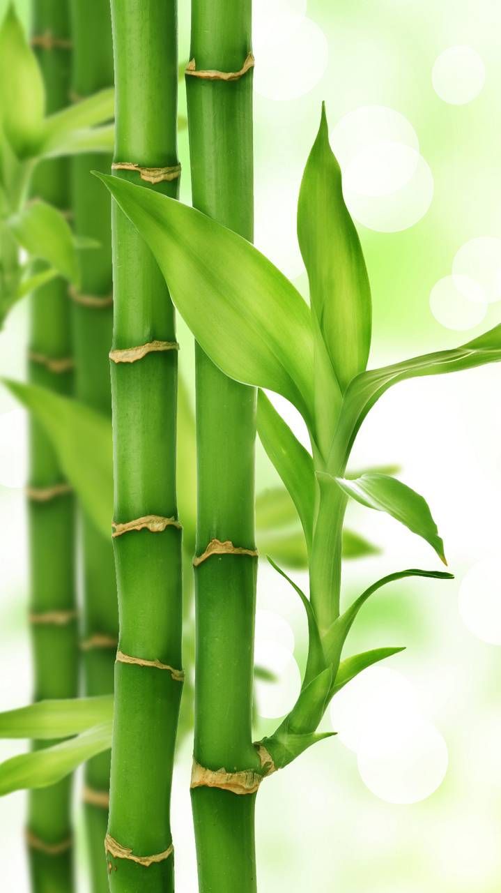 Detail Bamboo Background Hd Nomer 37