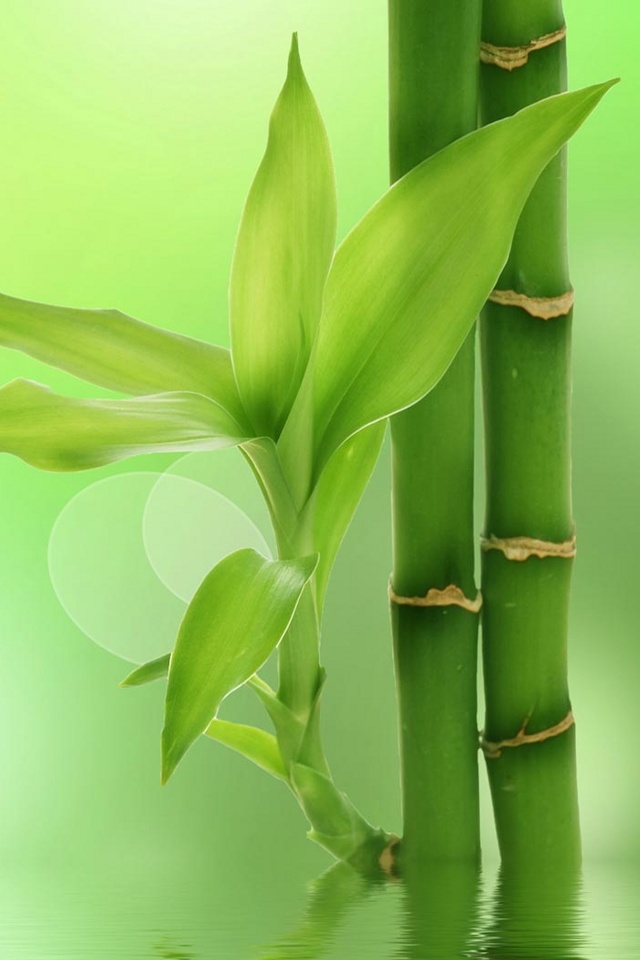 Detail Bamboo Background Hd Nomer 52